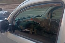 Mercedes Citan 2013–2021 Vstavljivi deflektorji za okna (2 kos, HIC) fotografija 10